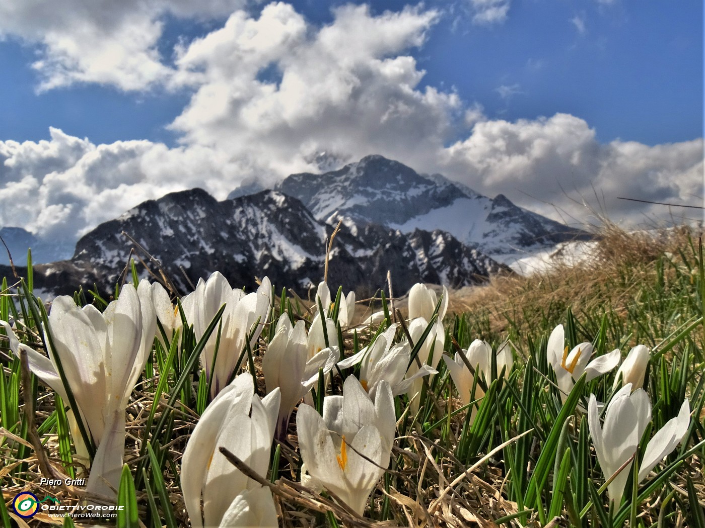 30 Al Monte Campo Crocus vernus bianchi con vista su Corno Branchino-Corna Piana - Pizzo Arera.JPG